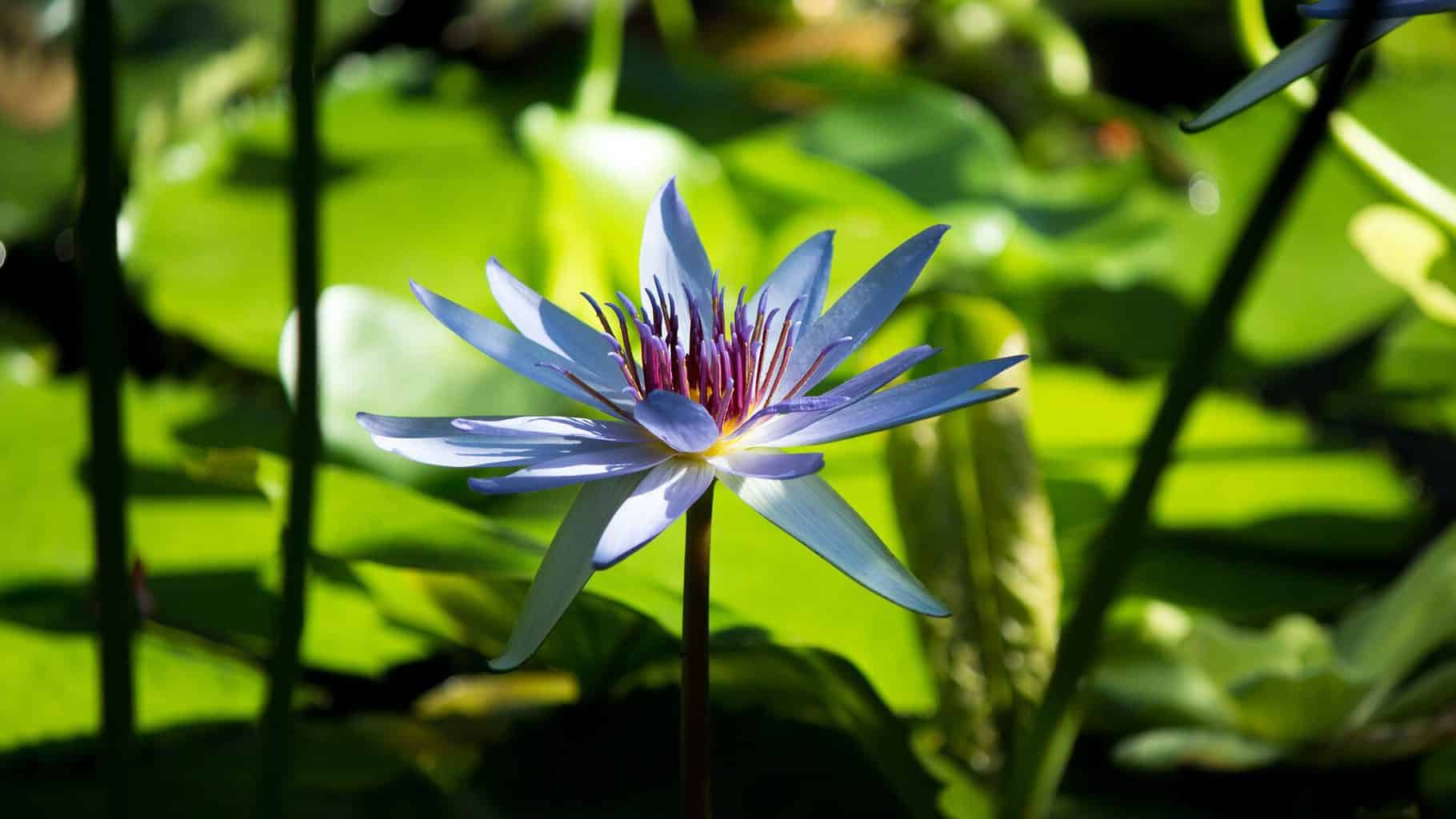Musik für Entspannung, Wellness, Meditation