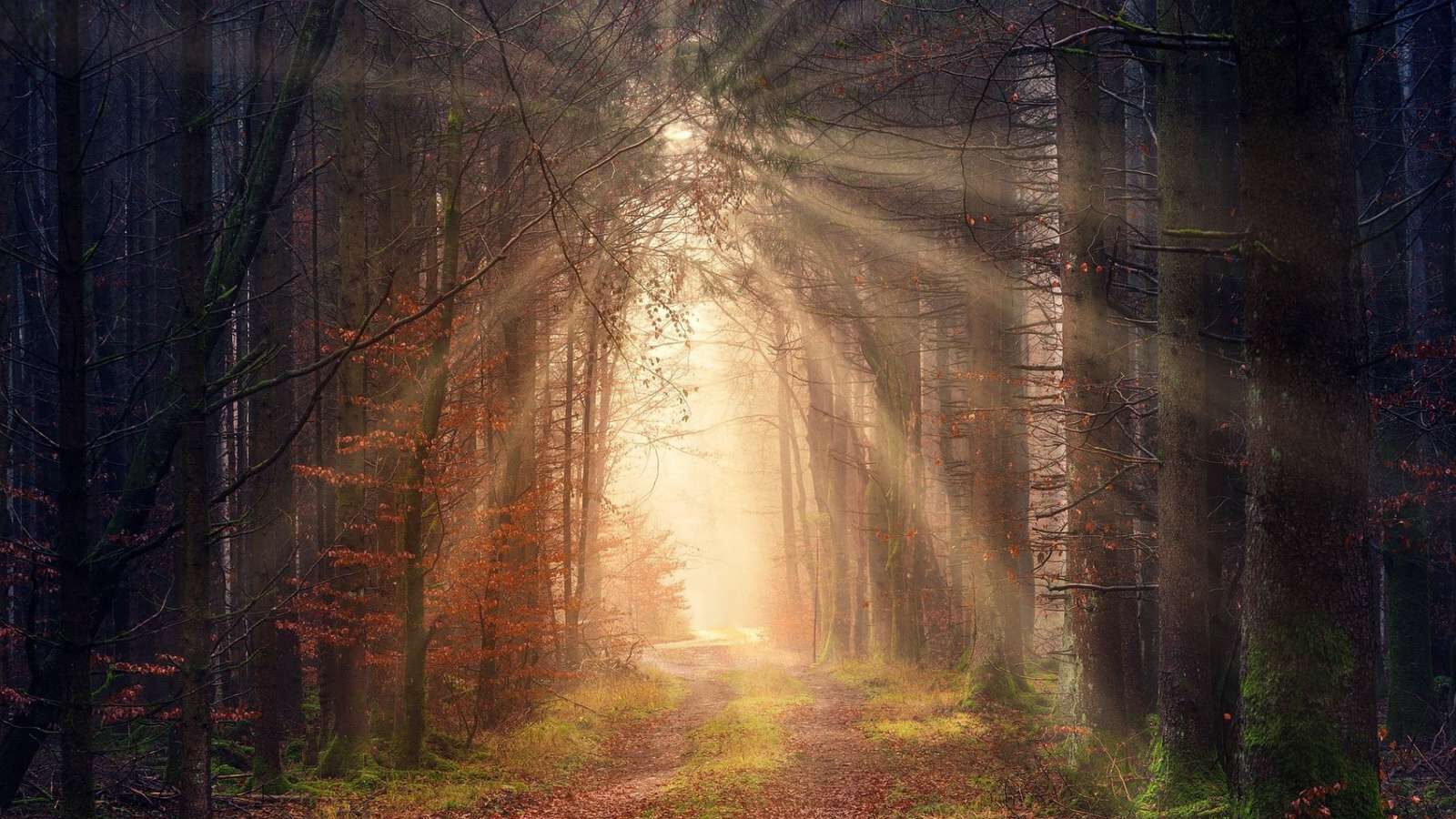 Rife-Frequenz mit 880Hz - Golden-Light ist eine atmosphärisch Meditationsmusik, die auf der Rife-Frequenz-880 Hz als Grundton basiert. In einer bestimmten Richtung der Naturheilkunde wird den Frequenzen nach Dr. Rife eine harmonisierende bzw. heilende Wirkung auf unser Immunsystem zugesprochen (weitere Informationen). Das Stück besteht aus einem langen Dur-Akkord mit kleinen Veränderungen und Variationen. Es ist kein Loop sondern von Anfang bis Ende durchkomponiert. Die Musik hat eine Gesamtlänge von 30 Minuten. Es genügt aber auch sie (je nach vorhandener Zeit), ausschnittweise anzuhören. BPM: 60