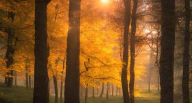 432 HZ - Waldszene - Abendstimmung ist eine entspannende Musik mit Wald- und Vogelklängen im Hintergrund. BPM 60, Länge 30 Min.