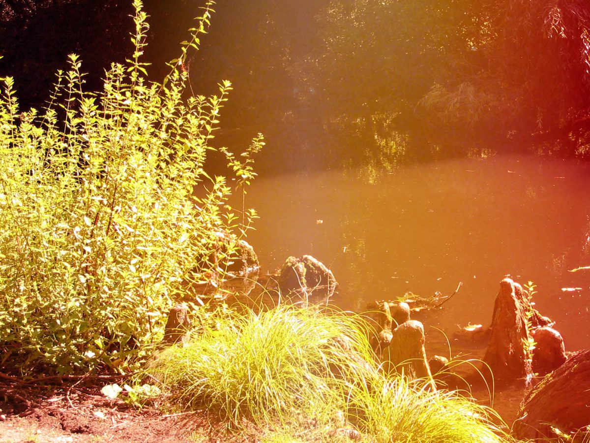 The Ancient Garden
