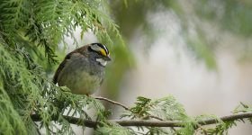 432-hz-musik-waldszene